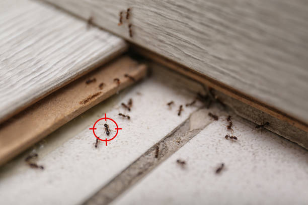 Best Best Pest Control Companies  in Demorest, GA