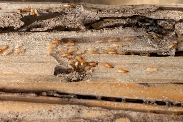 Best Residential Pest Control  in Demorest, GA