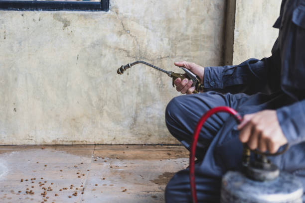 Professional Pest Control in Demorest, GA
